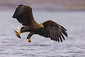 White-tailed eagle (Haliaeetus albicilla) in flight with a fish, Flatanger, Norwegian Sea, Norway