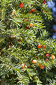 Anglo-Japanese Yew, Yew 'Strait Hedge', Taxus media 'Strait Hedge', fruits