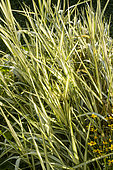Ribbon Grass, Phalaris arundinacea var. picta 'Feesey Form', foliage