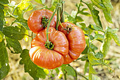 Coeur de Boeuf Tomato