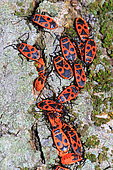 Fire bugs (Pyrrhocoris apterus), Drome, France
