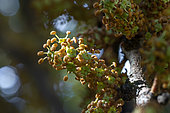 Carob tree (Ceratonia siliqua) flowers in september