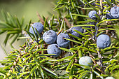 Galbules mûrs de Genévrier commun (Juniperus communis) - Baies de genièvre
