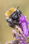 Bourdon des champs (Bombus pascuorum) sur une fleur, Savoie, France