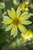 Helianthus 'Lemon Queen'