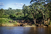 African bush elephant (Loxodonta africana) herd on riverside in Kruger National park, South Africa