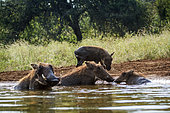 Common warthog (Phacochoerus africanus) in Kruger National park, South Africa