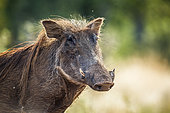 Common warthog (Phacochoerus africanus) in Kruger National park, South Africa