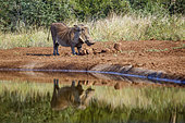 Common warthog (Phacochoerus africanus) in elephant dung along waterhole in Kruger National park, South Africa