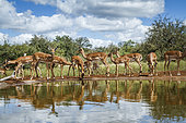 Small group of Common Impala (Aepyceros melampus) drinking at waterhole in Kruger National park, South Africa