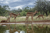 Small group of Common Impala (Aepyceros melampus), watherhole scenery in Kruger National park, South Africa