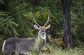 Common Waterbuck (Kobus ellipsiprymnus) male in the bush in Kruger National park, South Africa