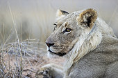 Lion (Panthera leo). Subadult male. Resting. Kalahari Desert, Kgalagadi Transfrontier Park, South Africa.