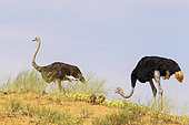 Ostrich (Struthio camelus). Male on the right and female with two chicks on the ridge of a grass-grown sand dune. Feeding on yellow Devil's Thorn (Tribulus zeyheri) flowers. Kalahari Desert, Kgalagadi Transfrontier Park, South Africa.