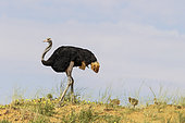 Ostrich (Struthio camelus). Male with three chicks on the ridge of a grass-grown sand dune. Kalahari Desert, Kgalagadi Transfrontier Park, South Africa.