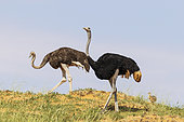Ostrich (Struthio camelus). Female on the left and male on the ridge of a grass-grown sand dune. Behing them a chick. Kalahari Desert, Kgalagadi Transfrontier Park, South Africa.