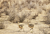 Ostrich (Struthio camelus). Two chicks. Kalahari Desert, Kgalagadi Transfrontier Park, South Africa.