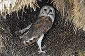 Barn Owl (Tyto alba). At its nest. A former communal nest of Sociable Weavers (Philetairus socius). Kalahari Desert, Kgalagadi Transfrontier Park, South Africa.