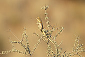 Ground Agama (Agama aculeata). Male. Basking and displaying on a low scrub. Kalahari Desert, Kgalagadi Transfrontier Park, South Africa.