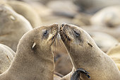 Cape Fur Seal (Arctocephalus pusillus). Social contact. Cape Cross Seal Reserve, Skeleton Coast, Dorob National Park, Namibia.