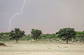 Springbok (Antidorcas marsupialis). In the dry bed of the Nossob river. During the rainy season with thunderstorm and lightning. Kalahari Desert, Kgalagadi Transfrontier Park, South Africa.