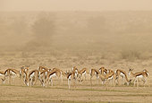 Springbok (Antidorcas marsupialis). During a sandstorm in the dry bed of the Nossob river. Kalahari Desert, Kgalagadi Transfrontier Park, South Africa.