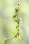 Müller's Epipactis (Epipactis muelleri) flowers in an undergrowth, Auvergne, France