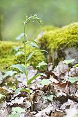 Müller's Epipactis (Epipactis muelleri) in bud in an undergrowth, Auvergne, France