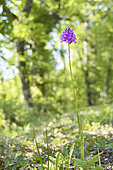 Inflorescence of Pyramidal Orchid (Anacamptis pyramidalis) in an undergrowth, Auvergne, France