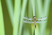 Four-spotted Skimmer (Libellula quadrimaculata) emerging from a leaf of marsh iris, Auvergne, France