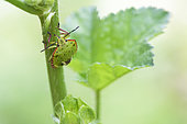 Young Southern Green Stink Bug (Nezara viridula) on a stem of Common Mallow, Auvergne, France