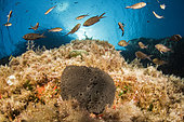 Stone sponge (Petrosia (Petrosia) ficiformis) and Damselfish (Chromis chromis) in the Scandola Marine Nature Reserve, Parc Naturel Régional de Corse