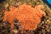 Orange-red encrusting sponge (Crambe crambe) in the Scandola Marine Nature Reserve, Parc Naturel Régional de Corse