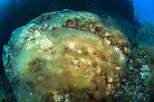 Filamentous brown algae in the Scandola Marine Nature Reserve, Parc Naturel Régional de Corse
