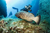 Dusky grouper (Epinephelus marginatus), protected species, Punta Palazzu site in the Scandola Marine Nature Reserve, Parc Naturel Régional de Corse