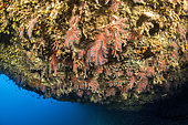 Red coral (Corallium rubrum) on the ceiling of an underwater cave, Scandola Marine Nature Reserve, Parc Naturel Régional de Corse