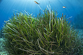 Posidonia seagrass (Posidonia oceanica), Scandola Marine Nature Reserve, Parc Naturel Régional de Corse