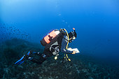 Marine biologist diver in the Scandola Marine Nature Reserve, Regional Nature Park of Corsica