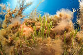 Invasive exotic alga Grape Caulerpa (Caulerpa cylindracea) in the Scandola Marine Nature Reserve, Parc Naturel Régional de Corse