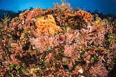 Red coral (Corallium rubrum) along a coralligenous drop-off, Scandola Marine Nature Reserve, Parc Naturel Régional de Corse