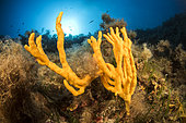Common Antlers Sponge (Axinella polypoides), in the Scandola Marine Nature Reserve, Parc Naturel Régional de Corse