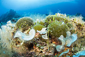 Invasive exotic algae Caulerpa cylindracea, Padina pavonica and Codium bursa, in the Scandola Marine Nature Reserve, Parc Naturel Régional de Corse
