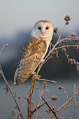 Barn owl (Tyto alba) perched on a frozen plant, England