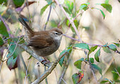 Cetti's warbler (Cettia cetti) perched amongst bramble, England
