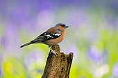 Chaffinch (Fringilla coelebs) perched on a log, England