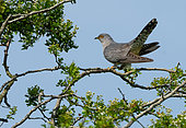 Cuckoo (Cuculus canorus) perched in a tree, England