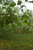Young pike (Esox lucius) moving around a fallen poplar in the Cher river, commune of Selles-sur-Cher, France