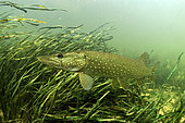 Adult pike (Esox lucius) moving in the river Cher, commune of Selles-sur-Cher, France