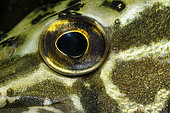 Eye of a young pike (Esox lucius) in the Cher river, Selles-sur-Cher, France