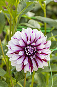 Dahlia 'Tartan', flower